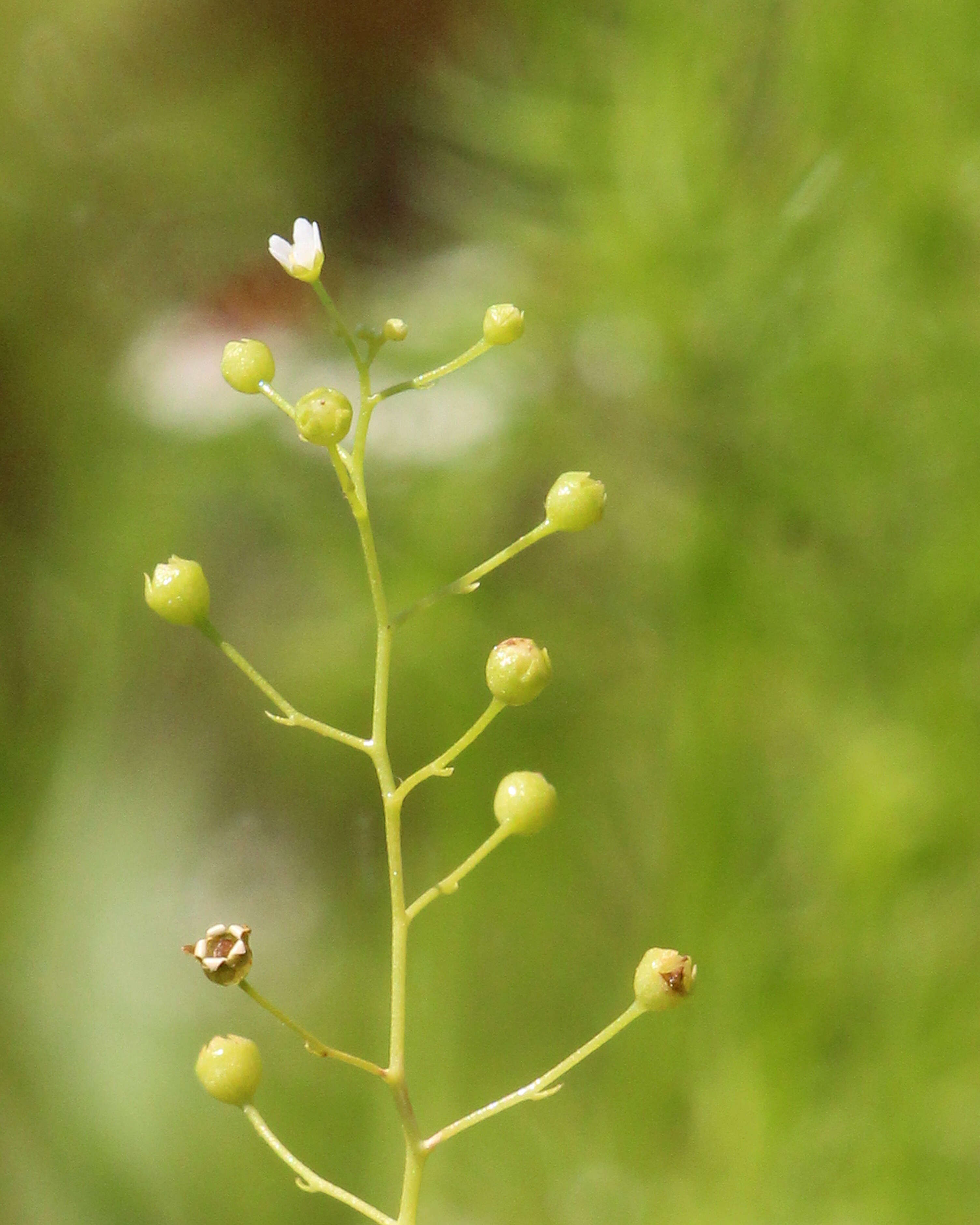 Image of Samolus parviflorus