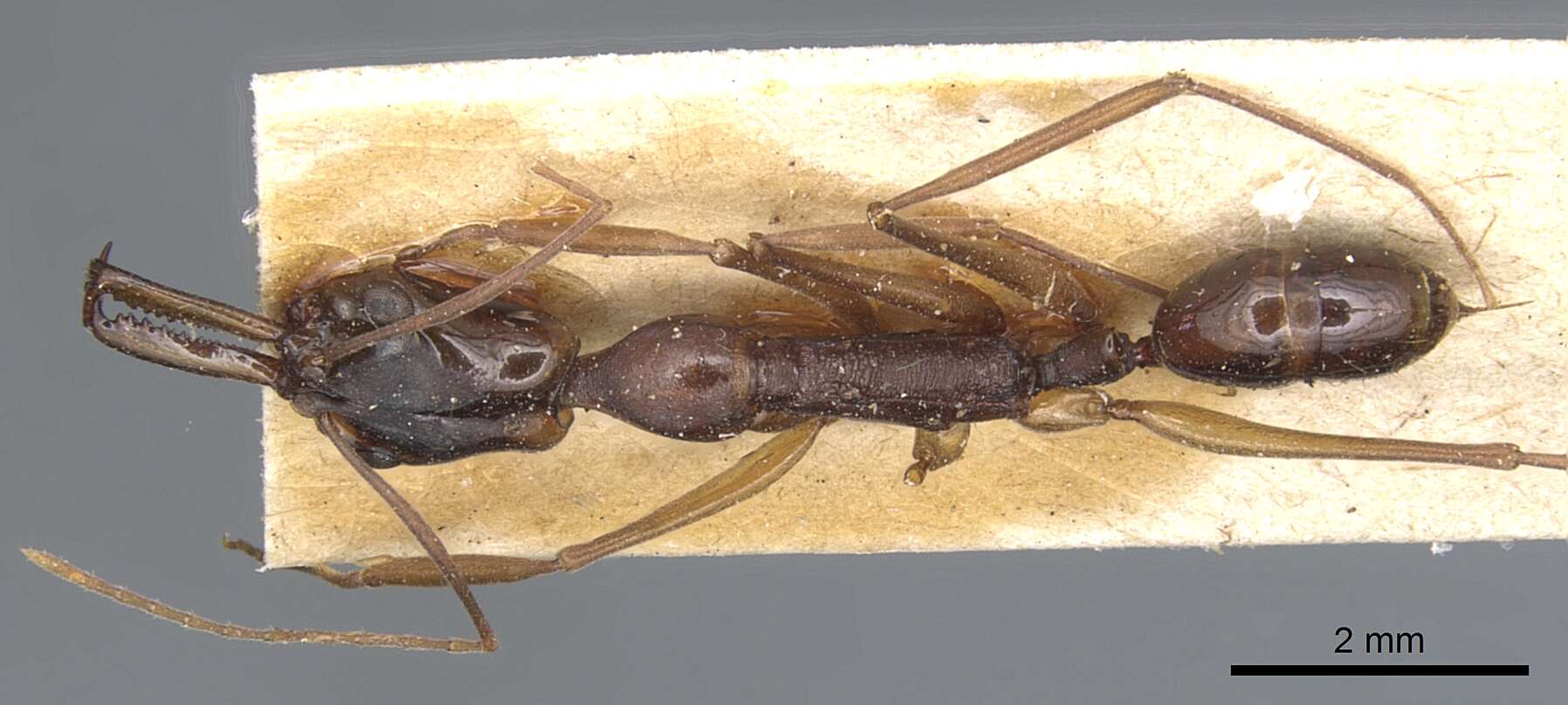 Слика од Anochetus striatulus Emery 1890