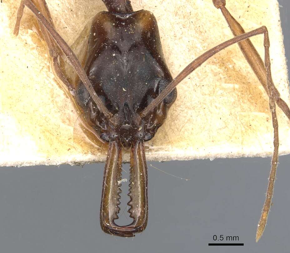 Слика од Anochetus striatulus Emery 1890