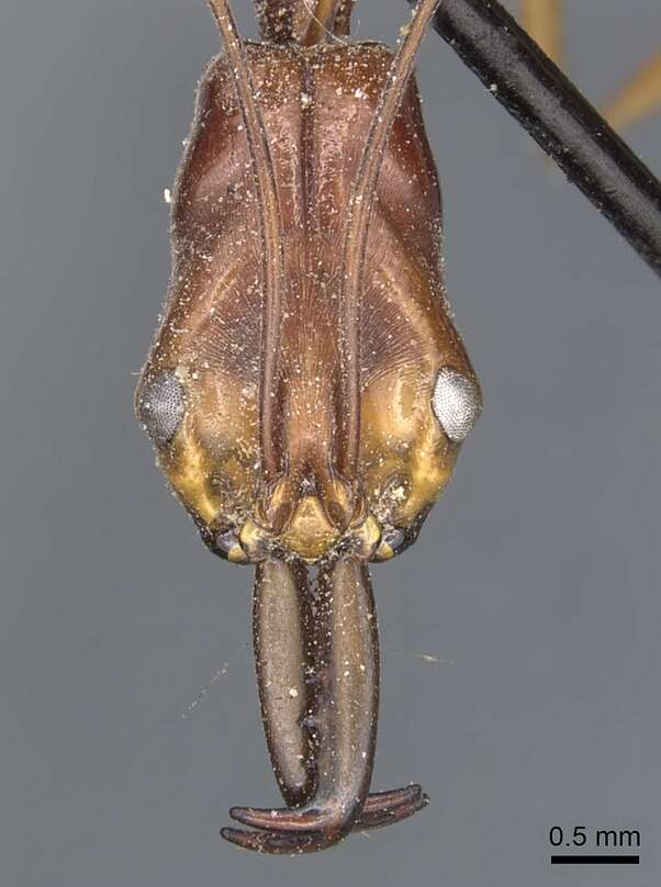 Image of <i>Odontomachus philippinus</i>