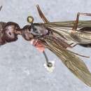 Image of <i>Odontomachus procerus</i>