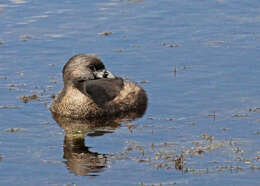 Image of Pied-billed Grebe