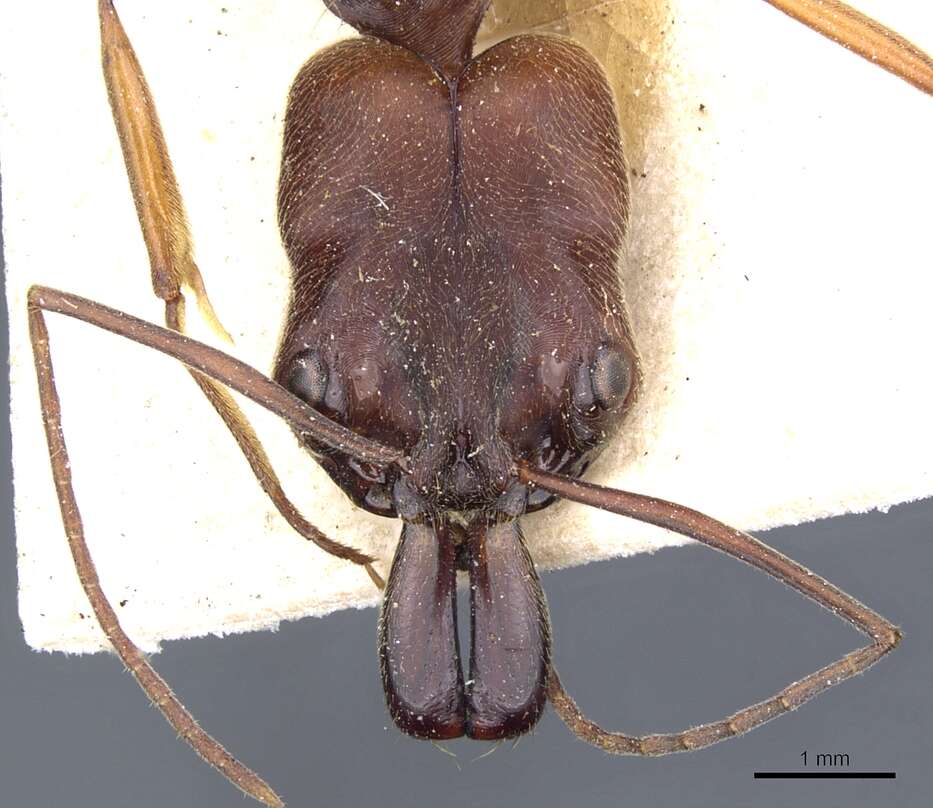 Image of Odontomachus laticeps Roger 1861