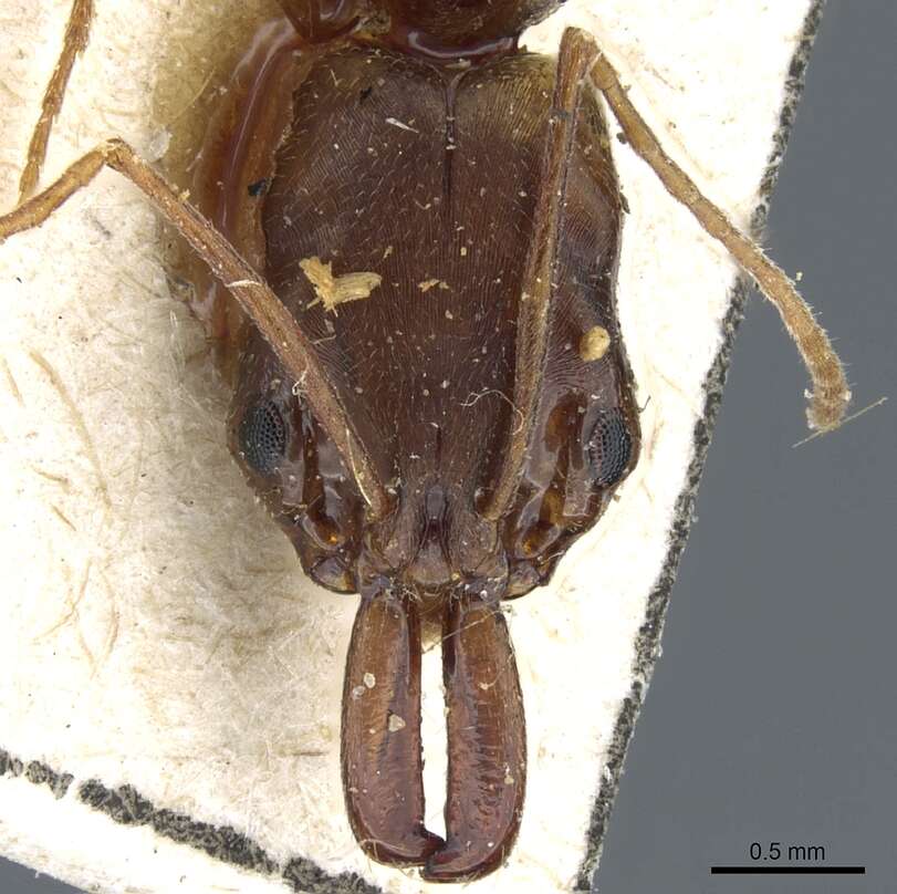 Image of Odontomachus meinerti Forel 1905