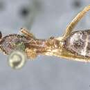 Image of <i>Camponotus kubaryi</i>
