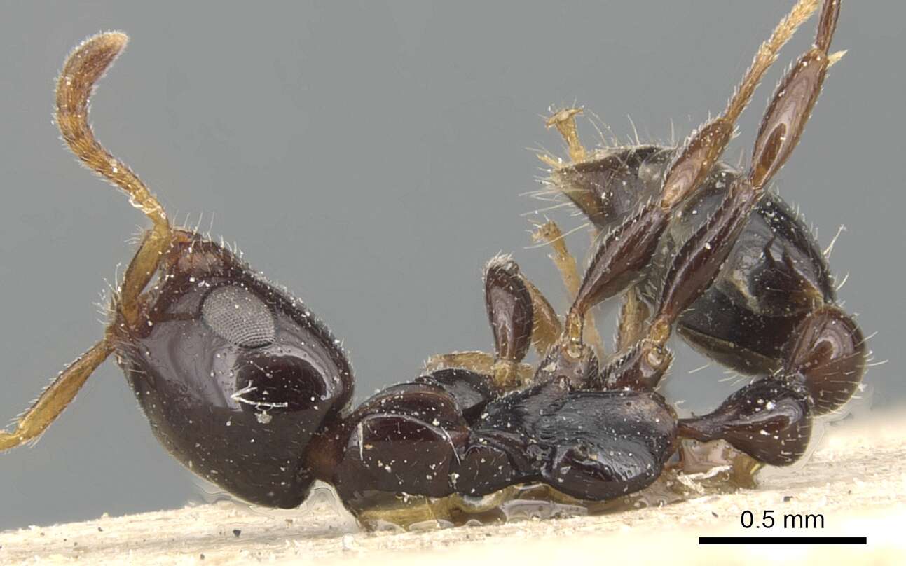 Image of Tetraponera crassiuscula