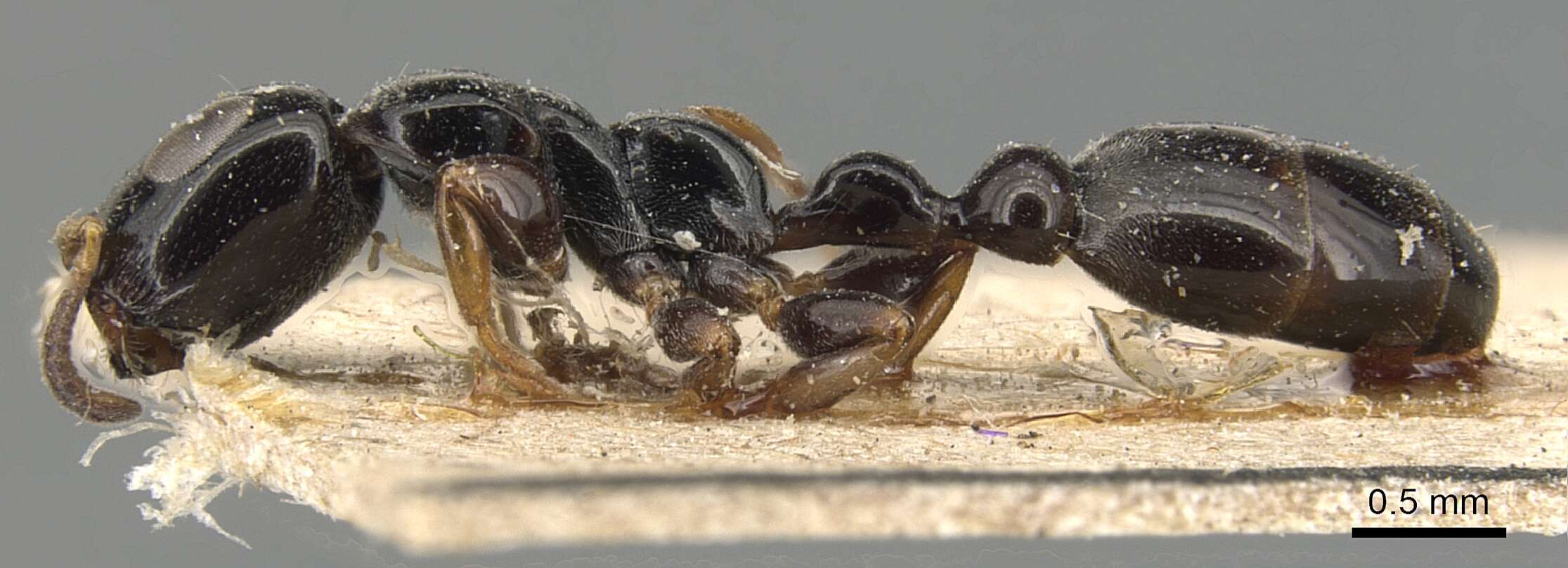 Image of Tetraponera nitida (Smith 1860)
