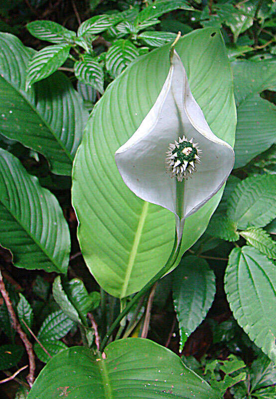 Image of Spathiphyllum wendlandii Schott