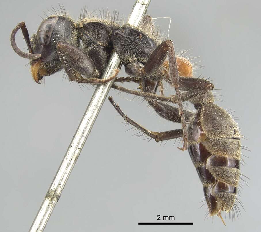 صورة Pseudomyrmex unicolor (Smith 1855)