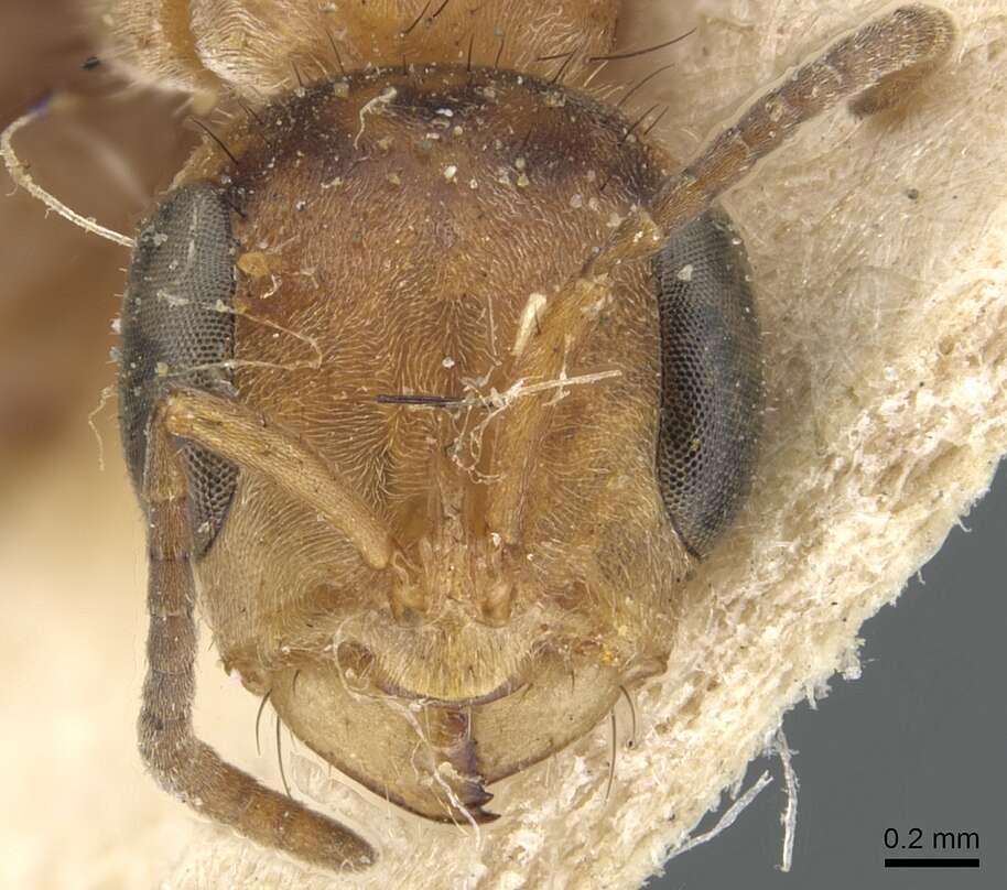 Pseudomyrmex nigropilosus (Emery 1890) resmi