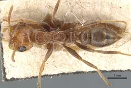 Pseudomyrmex kuenckeli (Emery 1890) resmi