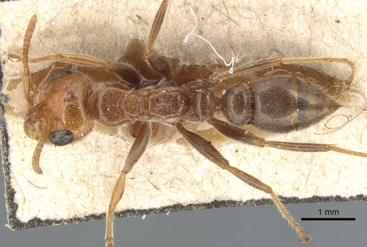 Image of Pseudomyrmex kuenckeli (Emery 1890)