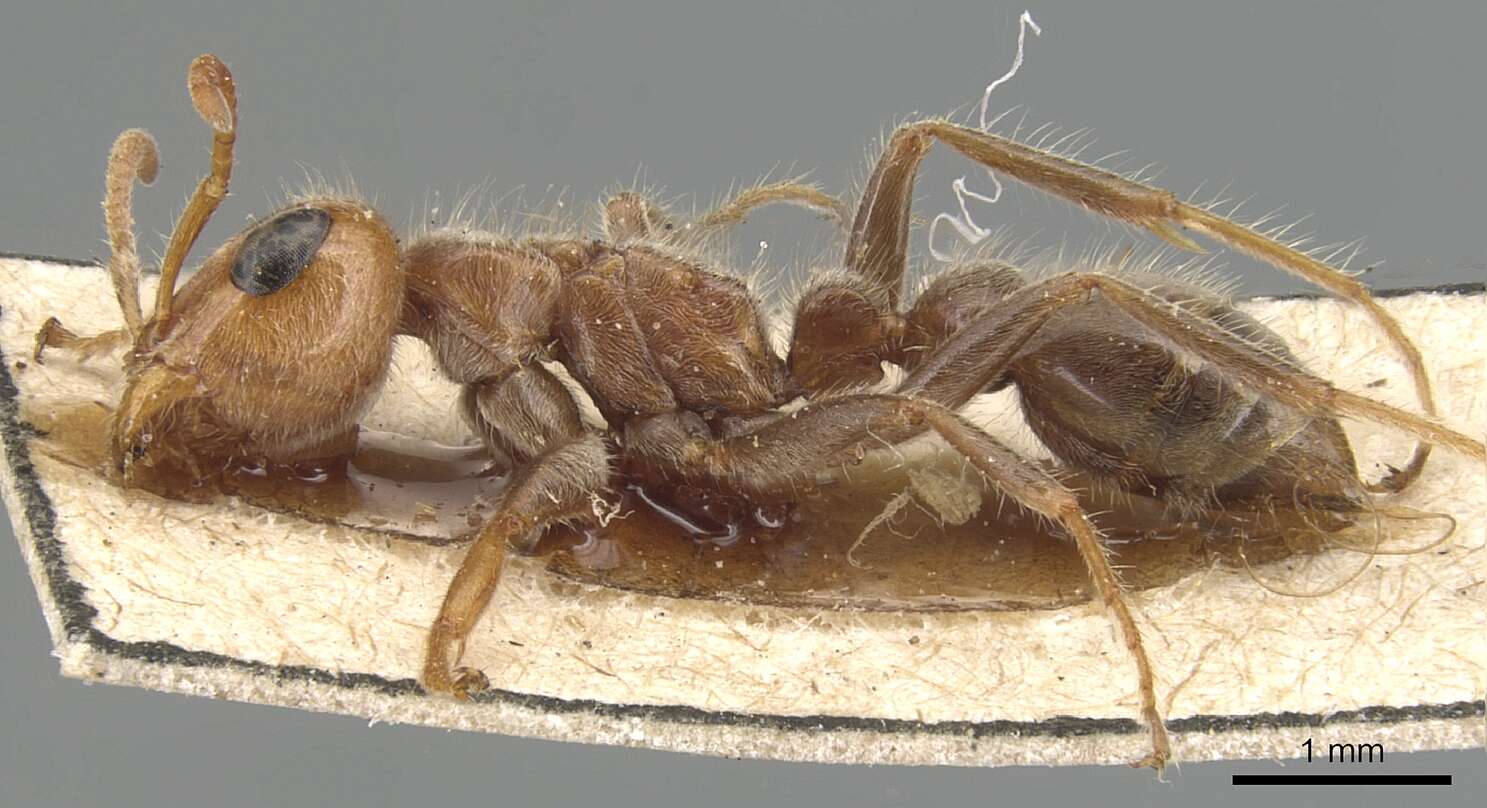 Pseudomyrmex kuenckeli (Emery 1890) resmi