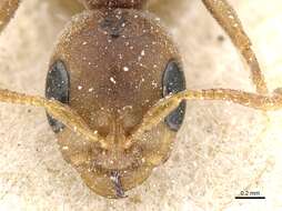 Image of Pseudomyrmex ferrugineus (Smith 1877)