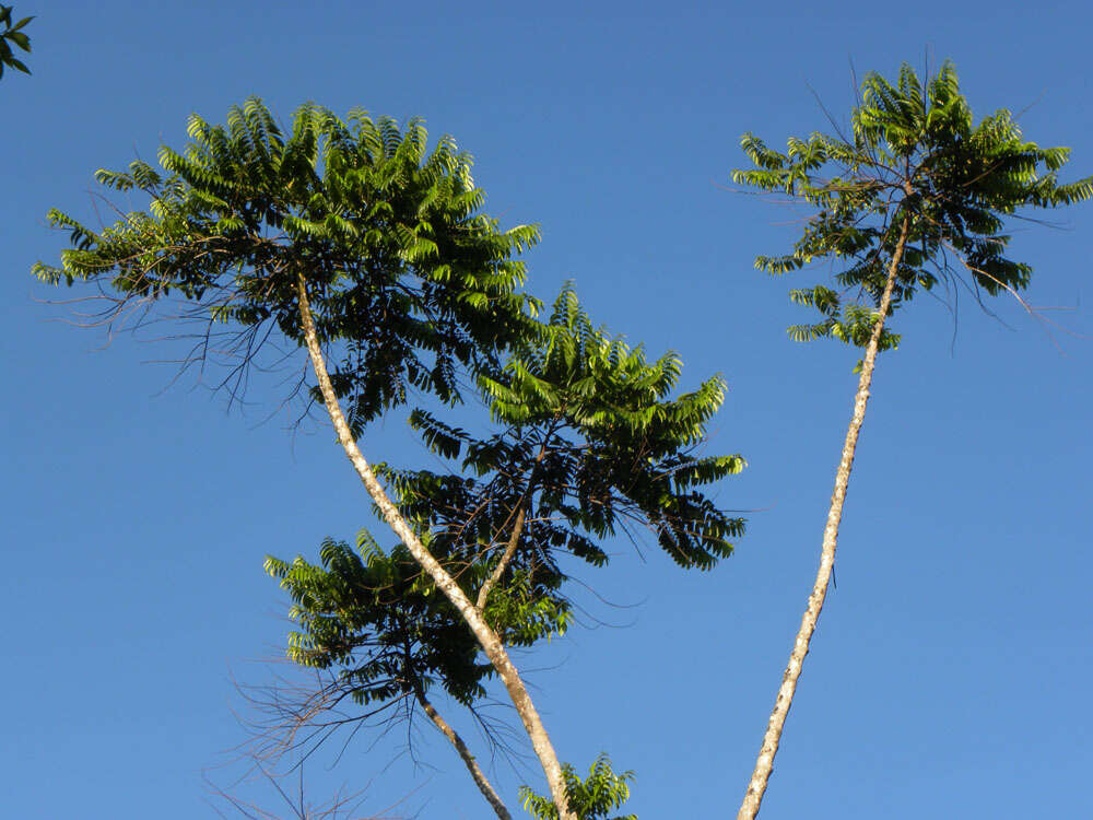 Imagem de Laetia procera (Poepp. & Endl.) Eichl.