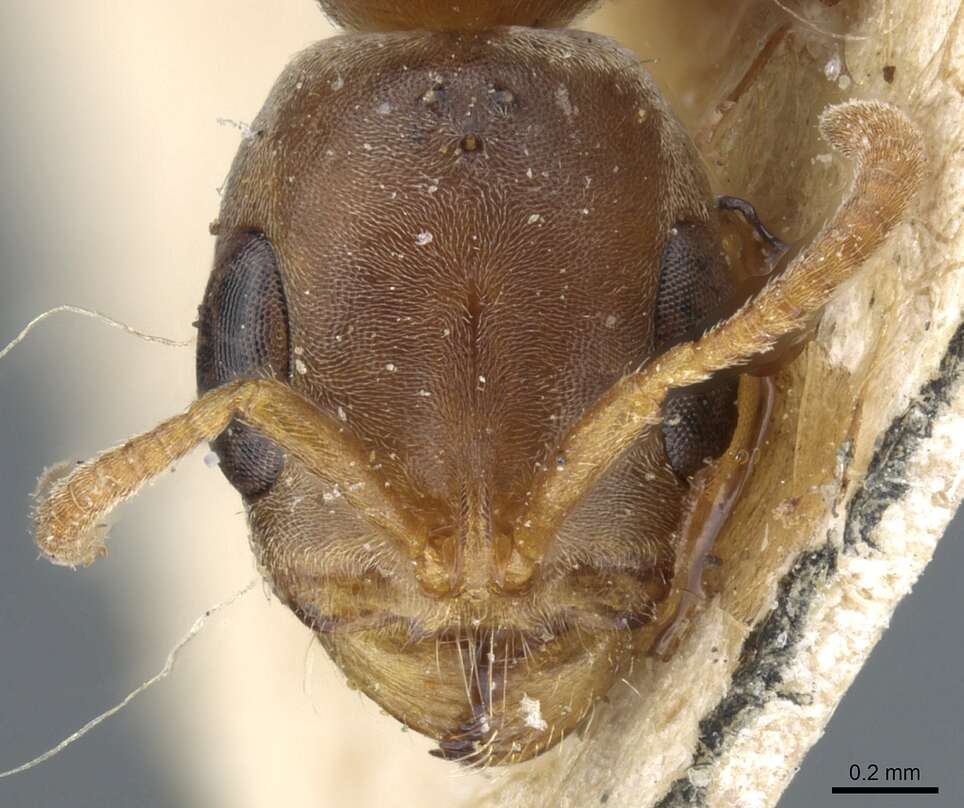 صورة Pseudomyrmex spinicola (Emery 1890)