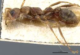 صورة Pseudomyrmex spinicola (Emery 1890)