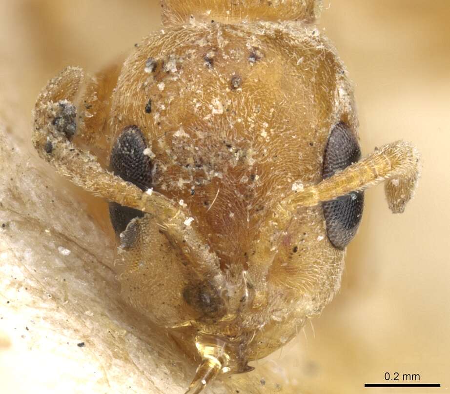 Plancia ëd Pseudomyrmex nigrocinctus (Emery 1890)