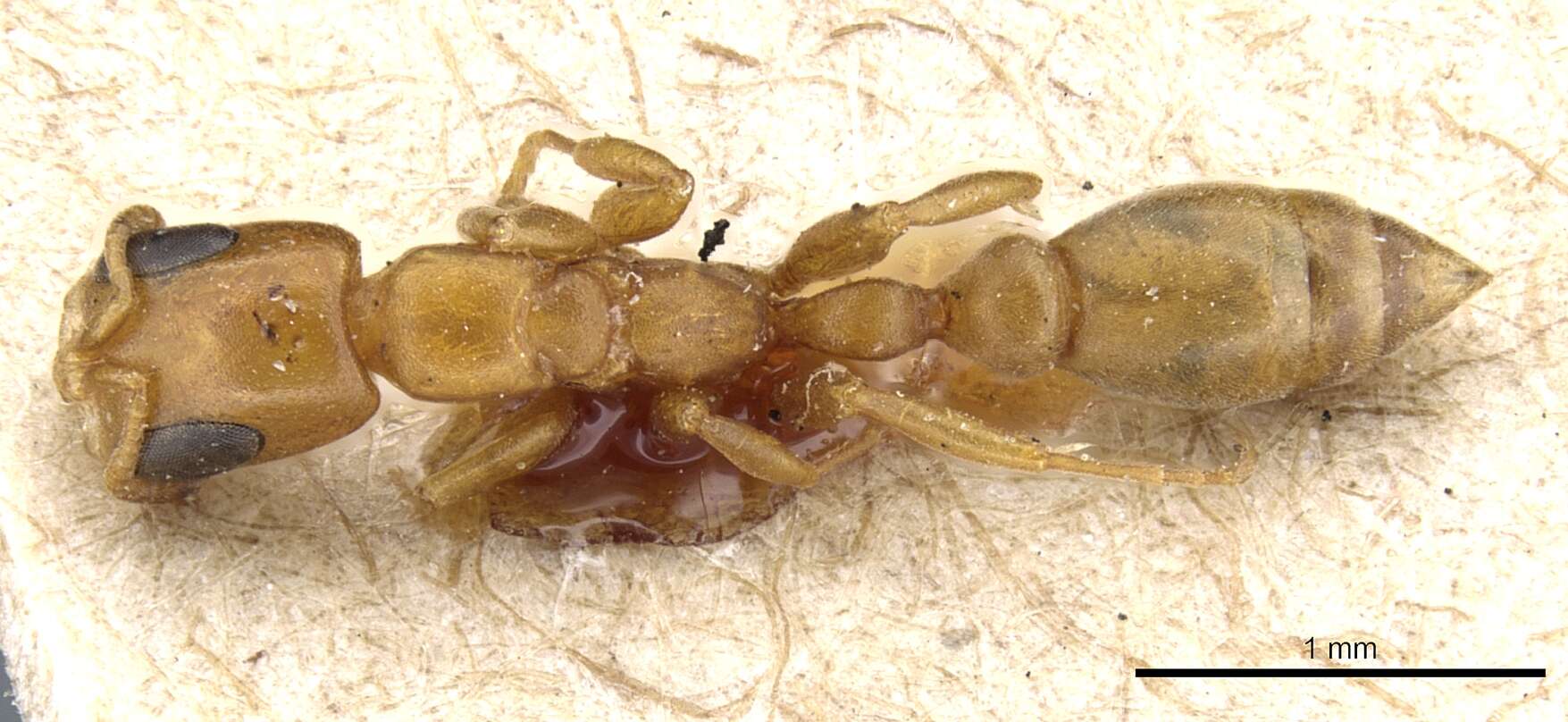 Image of Pseudomyrmex