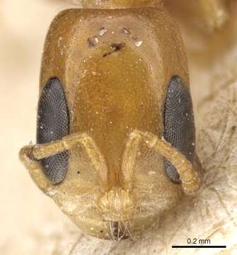 Image of Pseudomyrmex