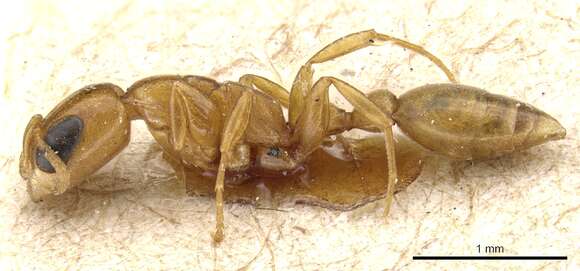 Image of Pseudomyrmex