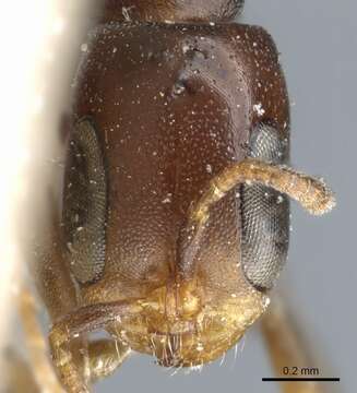 Image of Pseudomyrmex