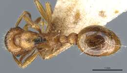 Image of Myrmica tenuispina Ruzsky 1905