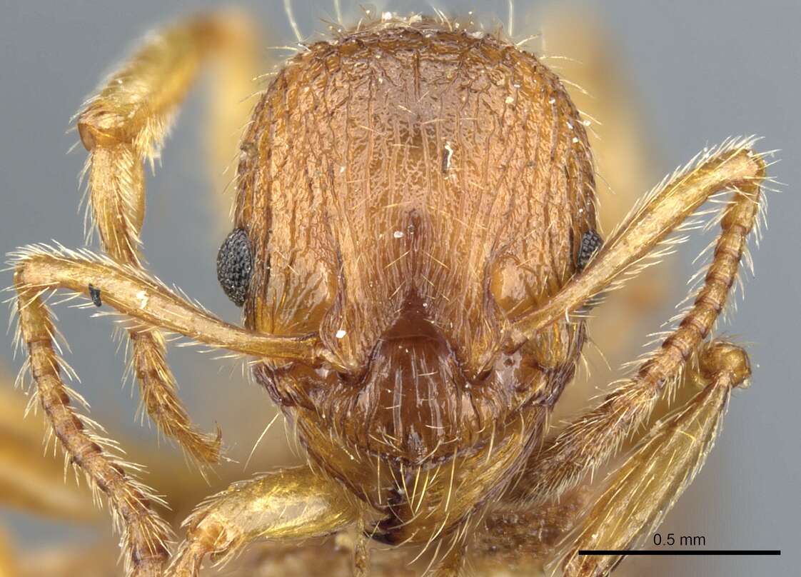 Image of Myrmica tenuispina Ruzsky 1905