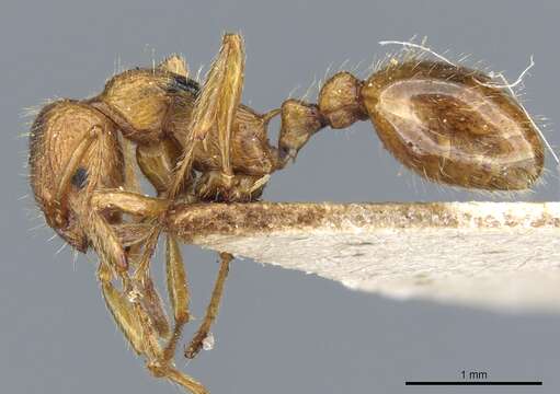 Image of Myrmica tenuispina Ruzsky 1905