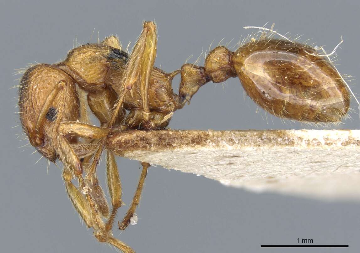 Image of Myrmica tenuispina Ruzsky 1905