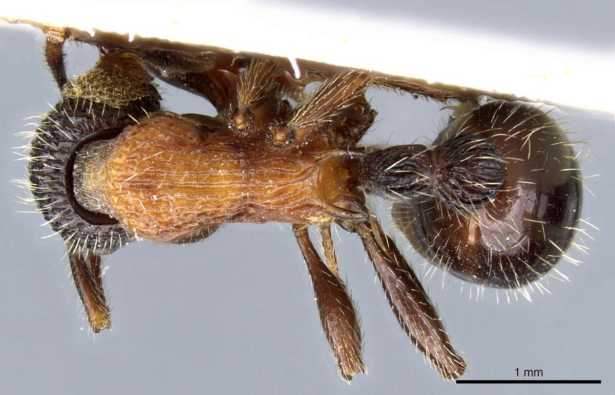 Image of Myrmica sulcinodis Nylander 1846