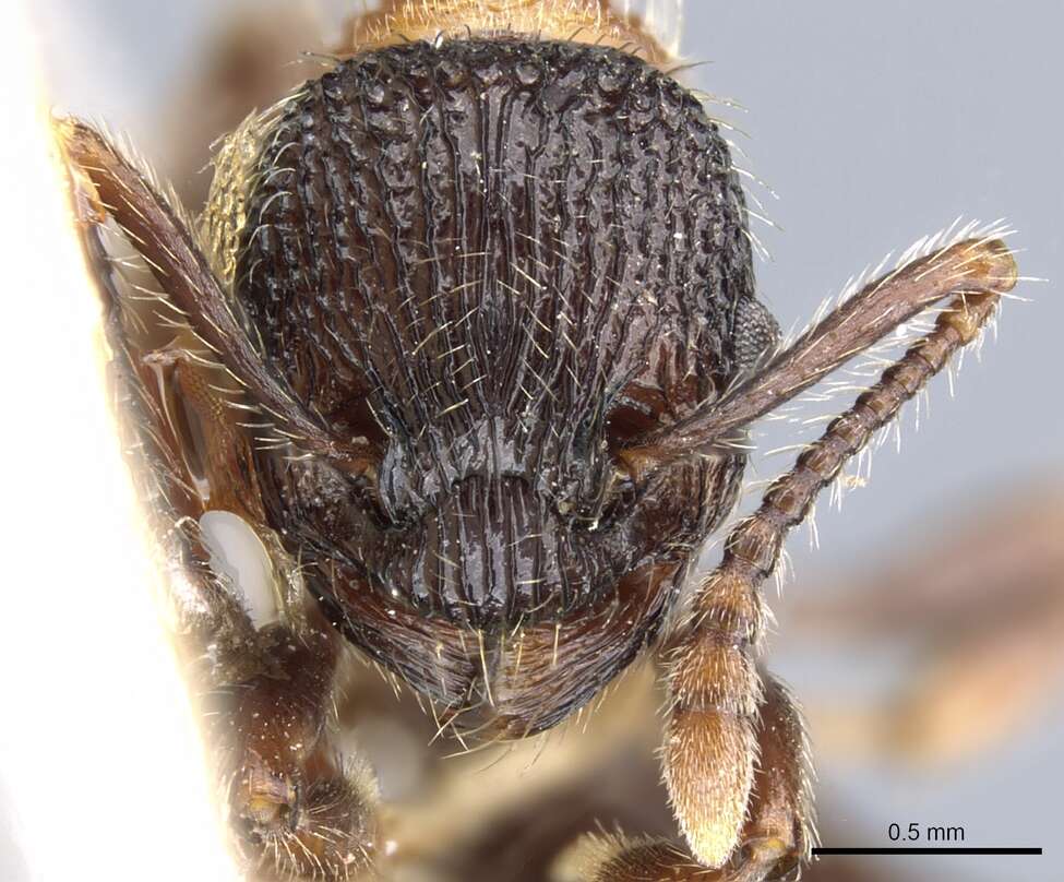 Image of Myrmica sulcinodis Nylander 1846