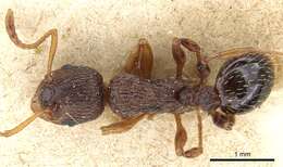 Imagem de Myrmica lobicornis Nylander 1846