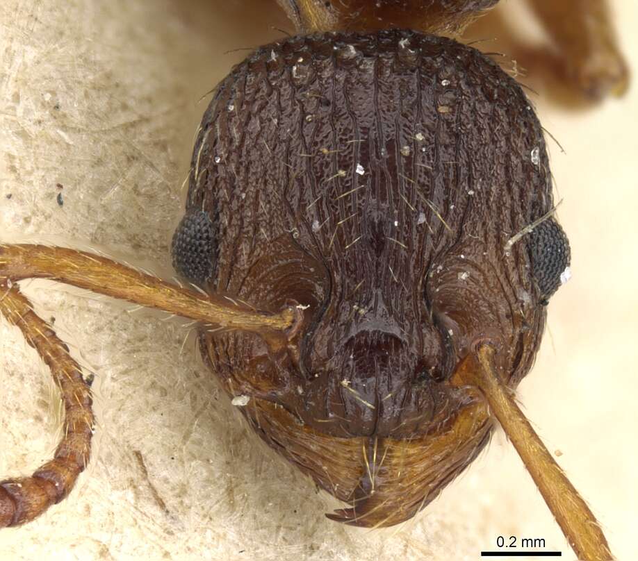 Imagem de Myrmica lobicornis Nylander 1846