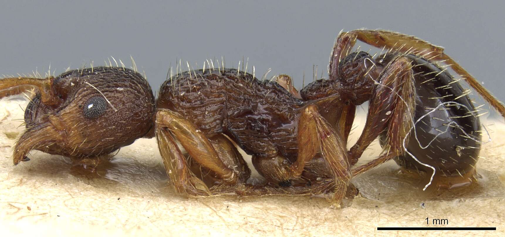 Imagem de Myrmica lobicornis Nylander 1846