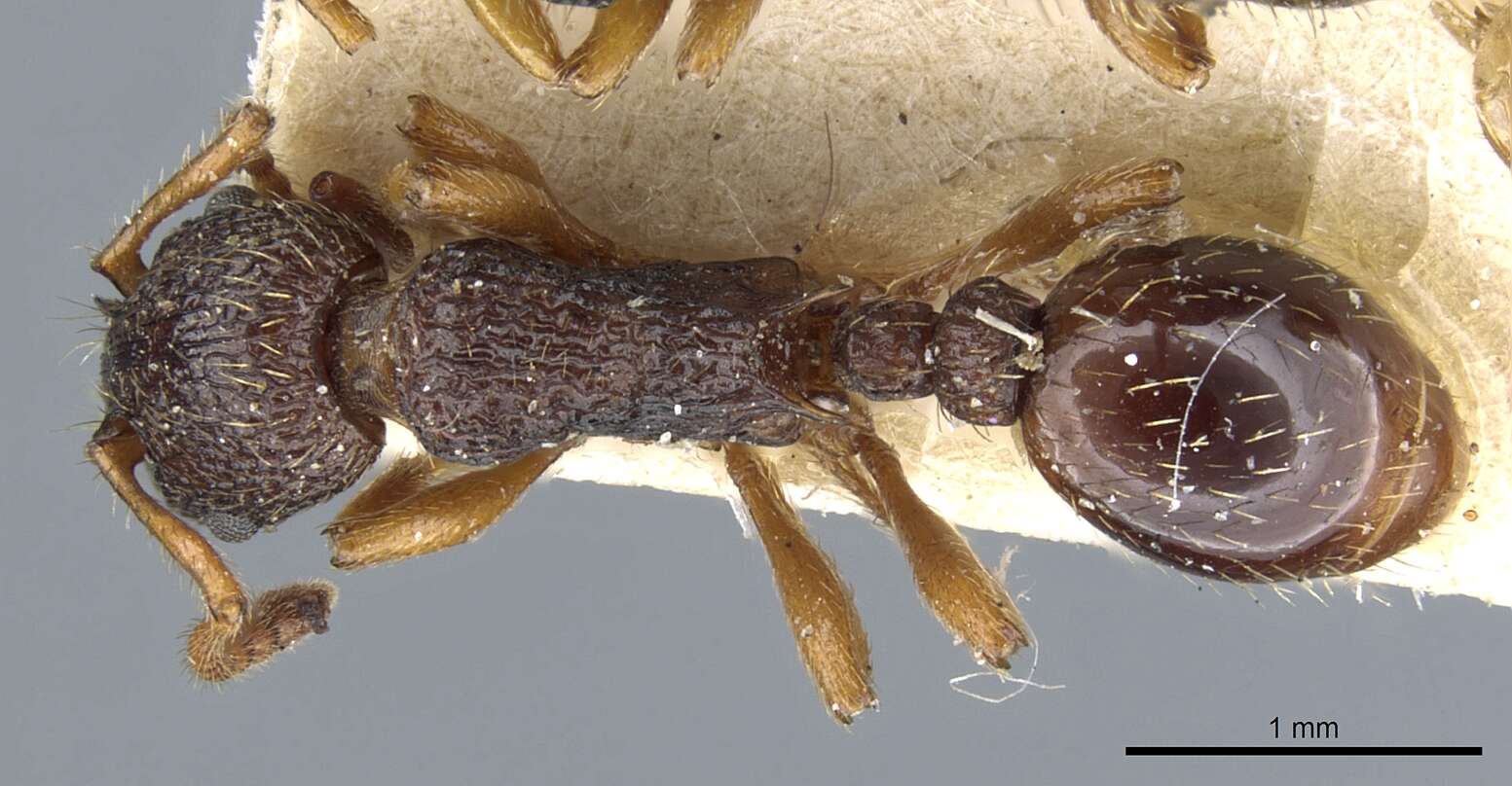 Image of Myrmica lobulicornis