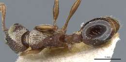 Image of Myrmica jessensis Forel 1901