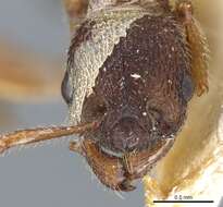 Image of Myrmica jessensis Forel 1901