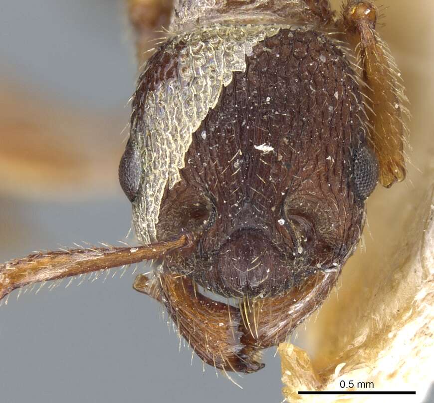 Image of Myrmica jessensis Forel 1901