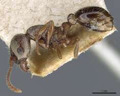 Image of Myrmica jessensis Forel 1901