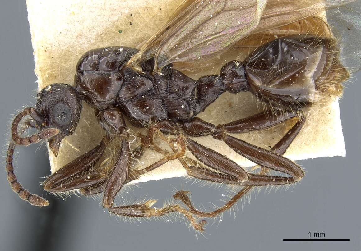 Image of Ant