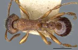 Image of Myrmica schencki Viereck 1903