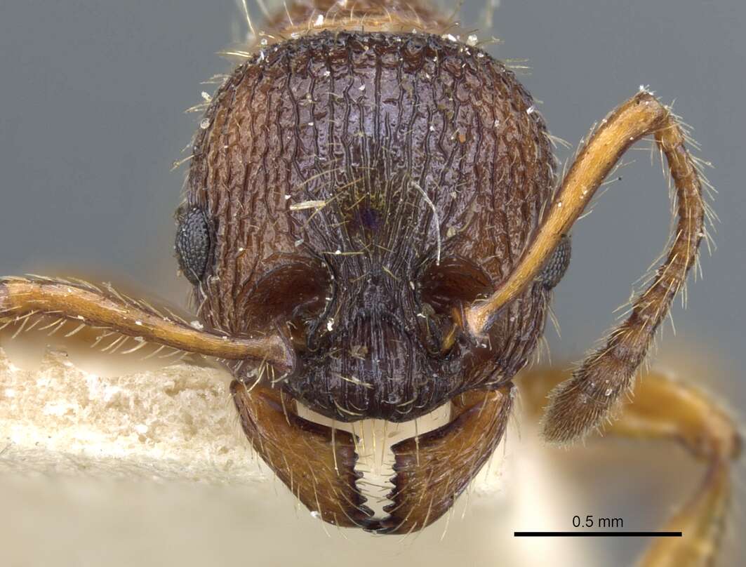 Image of Myrmica schencki Viereck 1903