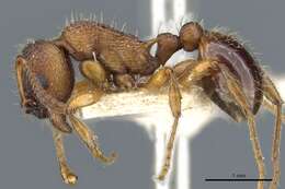 Image of Myrmica schencki Viereck 1903