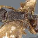 Image of Myrmica saposhnikovi Ruzsky 1904