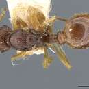 Image of Myrmica myrmicoxena Forel 1895
