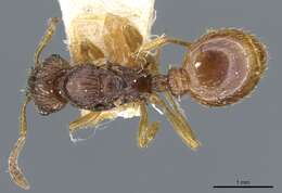 Imagem de Myrmica myrmicoxena Forel 1895