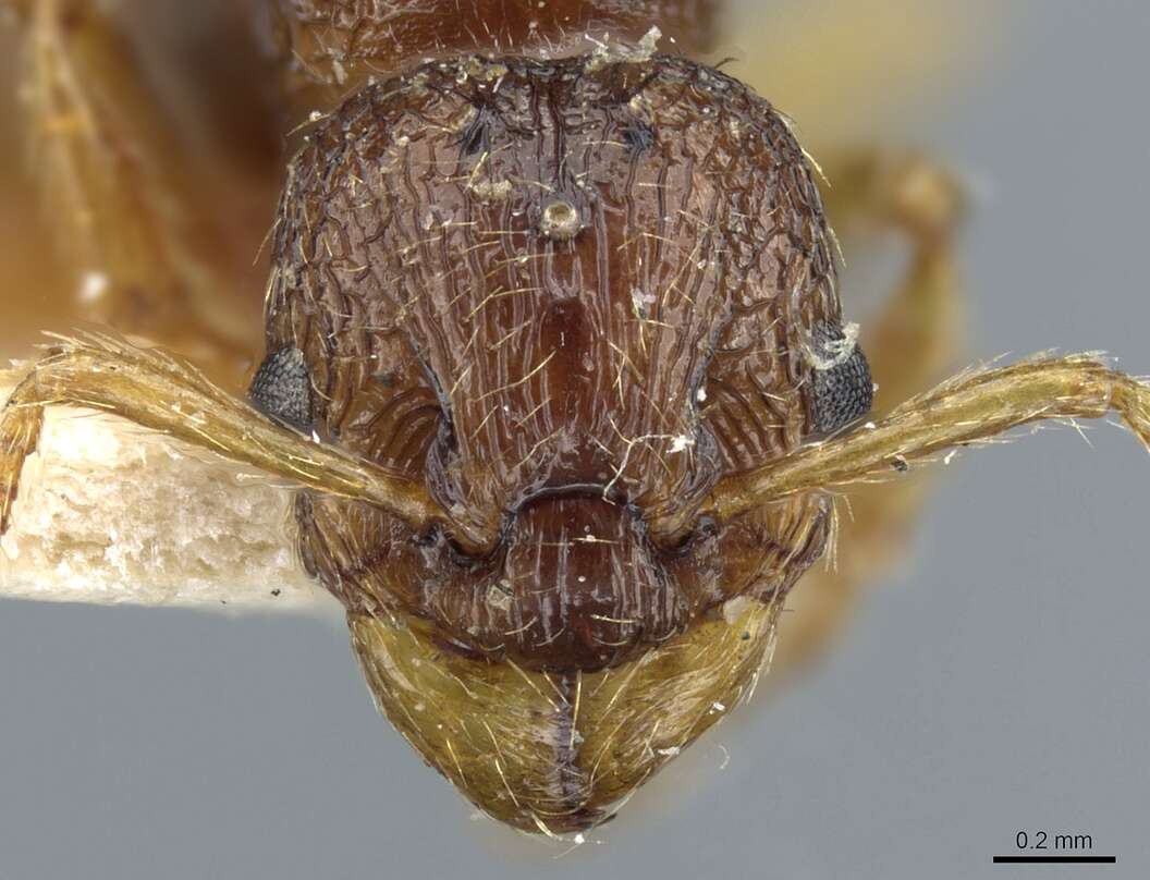 Imagem de Myrmica myrmicoxena Forel 1895