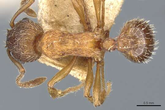 Image de Myrmica fracticornis Forel 1901