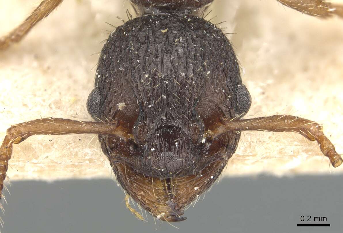 Image of Formicoidea